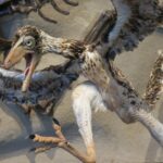 Friedenstaube gegen Archäopteryx