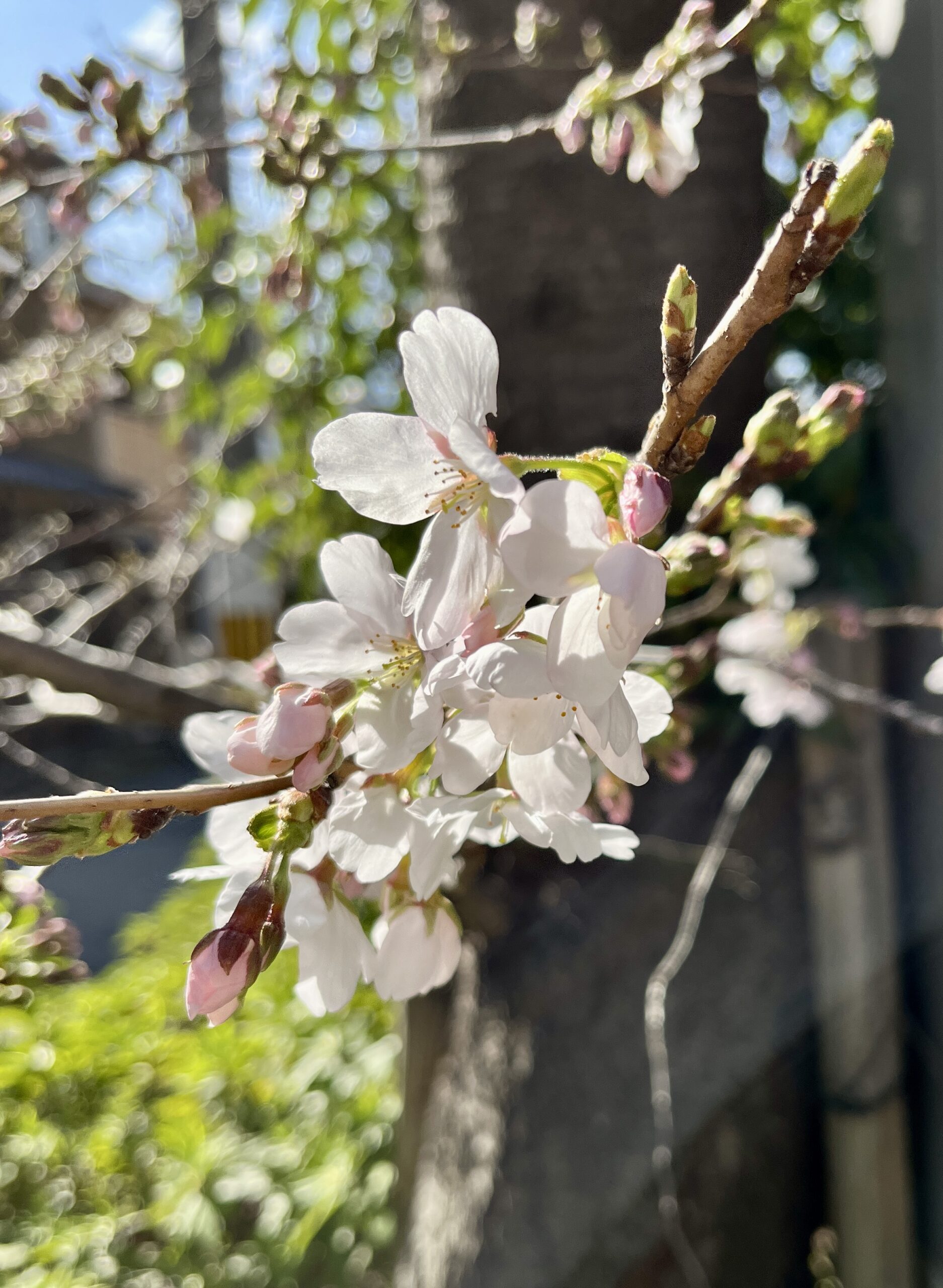 Kirschblütenzauber